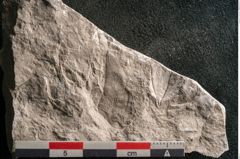 Foto (Detailansicht) von Trigonocarpus sp.  (NHMW-GEO-2024-0188-11153)